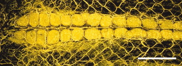 Uma rede de pequenos vasos sanguíneos leva para as glândulas da nuca as toxinas que a cobra-tigre-asiática rouba dos sapos que ingere. Como isso acontece ainda não foi esclarecido pelos cientistas. Os vasos e as glândulas foram tingidos de amarelo para estudo. A barra branca equivale a 1 milímetro de comprimento. (foto: http://www.pnas.org/content/104/7/2265.short ©National Academy of Sciences, U.S.A., 2007)