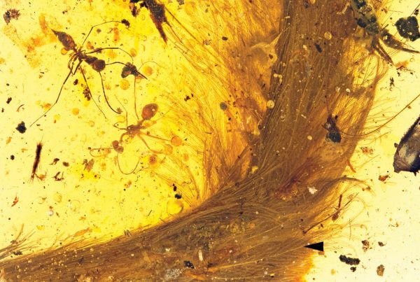 O pedaço da cauda do dinossauro, com penas quase intactas, estava preservado em âmbar, um material fossilizado liberado pelas plantas. (foto: Lida Xing et al, doi: 10.1016/j.cub.2016.10.008)