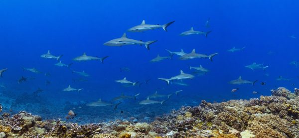 Já imaginou mergulhar com centenas de tubarões? (foto: João Paulo Krajewski)