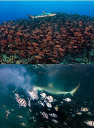 Tubarões cinzentos espreitam um cardume de vermelhos (<i>Lutjanus gibbus</i>) (acima) e atacam um aglomerado de peixes-cirurgiões (<i>Acanthurus triostegus</i>) na época da reprodução (abaixo). (foto: João Paulo Krajewski)
