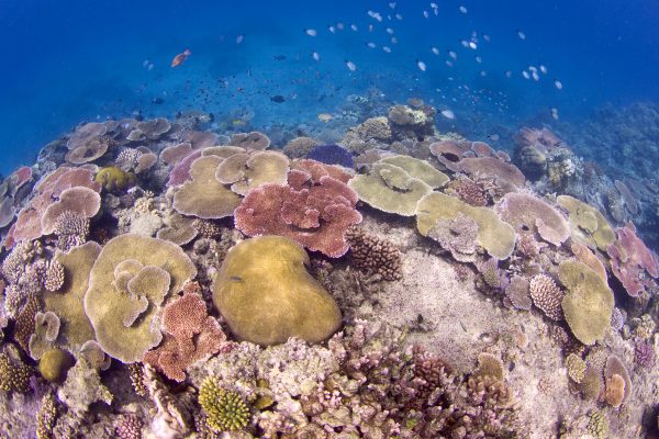 As microalgas (zooxantelas) fornecem grande parte do alimento necessário para a saúde dos corais e são responsáveis pelas belas cores dos aglomerados desses animais, chamados recifes. (foto: João Paulo Krajewski)