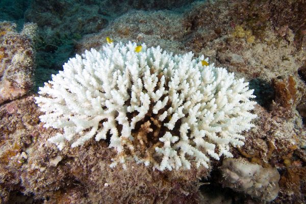 Em determinadas situações, os corais se estressam e expulsam as microalgas, tornando-se branqueados ou pálidos, como essa colônia de <i>Acropora</i> sp.. (foto: Roberta Bonaldo)