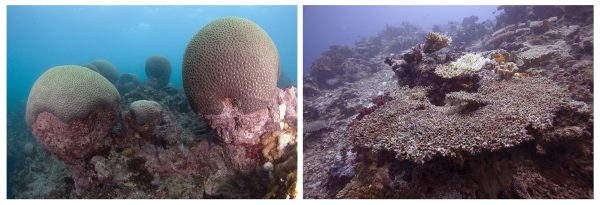 O coral cérebro da Bahia (<i>Mussismilia braziliensis</i>), à esquerda, tem se mostrado resistente ao branqueamento no Brasil. Porém, muitos corais do Oceano Pacífico foram afetados pelo fenômeno nos últimos anos (à direita). (fotos: João Paulo Krajewski)