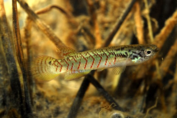 As águas das veredas podem esconder novidades! Uma nova espécie de peixe, do gênero <i>Melanorivulus</i>, foi encontrada na vereda do Mato Grosso do Sul. (foto: Paulo Robson de Souza)