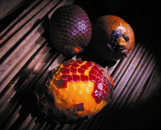 Frutos de buriti maduros. (foto: Paulo Robson de Souza)