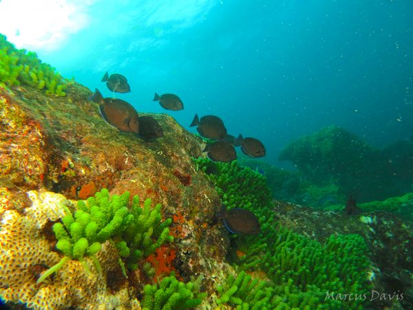 As formações rochosas do parcel, também chamadas de “cabeços”, abrigam enorme diversidade de organismos, como algas, corais e peixes, como esses peixes-cirurgiões (<i>Acanthurus chirurgus</i>). (foto: Marcus Davis)