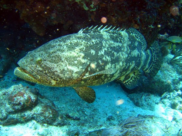 O mero (<i>Epinephelus itajara</i>) é um dos maiores peixes encontrados no parcel de Manuel Luís. Ele pode chegar a mais de 2 metros e quase meia tonelada, mas infelizmente está criticamente ameaçado de extinção devido à pesca predatória. (foto: Tom/ Flickr – CC BY-NC 2.0)