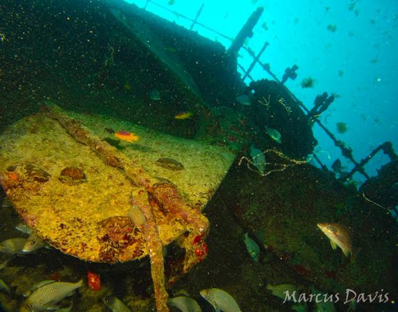 O último navio a naufragar no parcel de Manuel Luís foi o petroleiro Ana Cristina, que afundou em 1984. Embora ainda bem conservada, a carcaça do navio já se encontra tomada por algas, esponjas e peixes. (foto: Marcus Davis)
