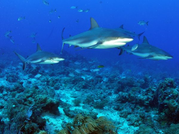O parcel de Manuel Luís atua como importante área de reprodução e berçário para inúmeros animais marinhos, como o tubarão-dos-recifes (<i>Carcharinus perezi</i>), também conhecido como tubarão-bico-fino. (foto: Jack/ Flickr – CC BY-NC-ND 2.0)