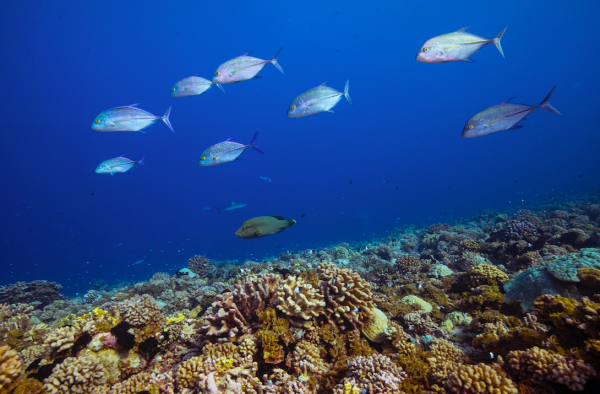 Os ambientes marinhos abrigam uma série de predadores. Não é fácil ser pequeno embaixo d’água! (foto: João Paulo Krajewski)