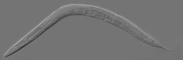 O “verme-elegante” mede apenas 1 milímetro de comprimento e vive no solo, onde se alimenta de bactérias. Ao contrário de muitos outros vermes, como as lombrigas, o verme-elegante não é um parasita. (foto: Wikimedia Commons)