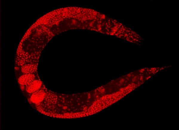 Um verme-elegante com os núcleos de todas as células coloridos de vermelho para uma pesquisa. (foto: Wikimedia Commons)