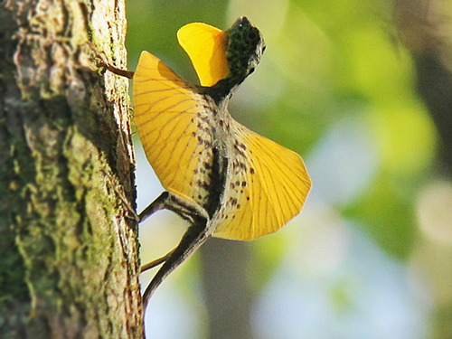 Um lagarto-dragão (<i>Draco spilonotus</i>) com as “asas” abertas e seu longo papo amarelo estendido, que pode ser usado para o lagarto parecer maior ou para atrair fêmeas. (foto: Wikimedia Commons)