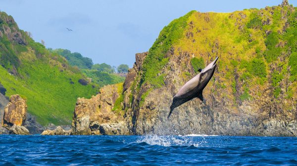 As incríveis acrobacias dos golfinhos rotadores (<i>Stenella longirostris</i>) ao saltar da água dão o nome popular da espécie. (foto: João Paulo Krajewski)