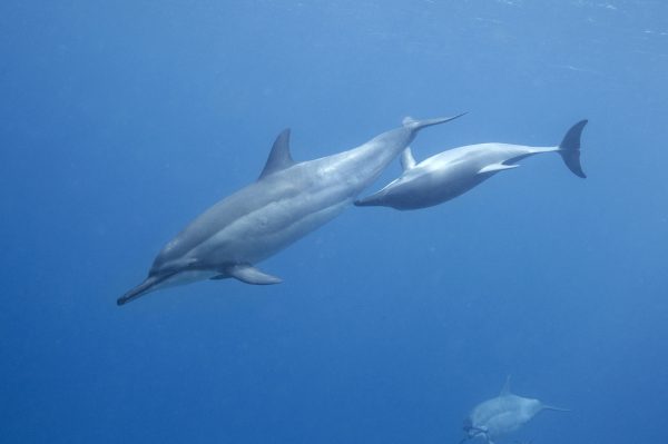 A alimentação de filhotes é uma das atividades dos golfinhos rotadores em Fernando de Noronha. (foto: João Paulo Krajewski)