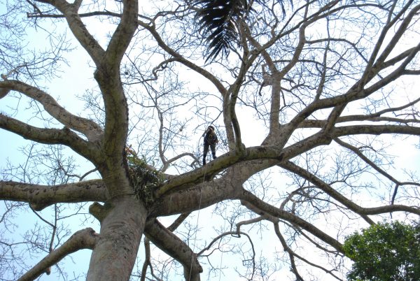 Um escalador se movimenta em uma árvore com um ninho de harpia para instalar uma armadilha fotográfica. (foto: Francisca Helena Aguiar-Silva)