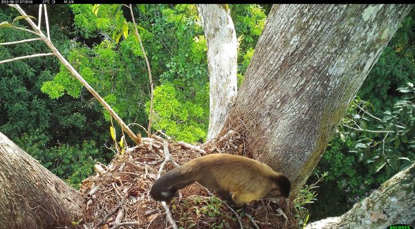 Macaco-prego buscando alimento no ninho da harpia. Mas foi ele que acabou virando refeição! (foto: Aguiar-Silva 2016)
