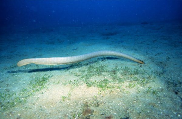 Uma serpente-marinha-oliva (<i>Aipysurus laevis</i>) nada em um recife na Austrália. Assim como outras serpentes marinhas, a espécie tem corpo achatado lateralmente. (foto: João Paulo Krajewski)
