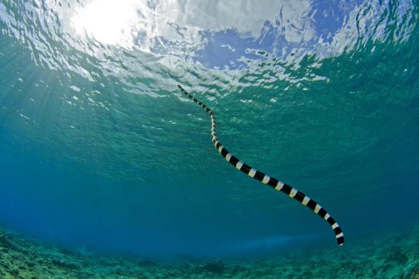 Todas as serpentes marinhas, incluindo a serpente-marinha-listrada (<i>Laticauda colubri-na</i>) precisam nadam à superfície para respirar. (foto: João Paulo Krajewski)