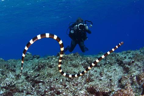 Mergulhar e fazer imagens de serpentes-marinhas é um verdadeiro sonho para muitas pessoas que visitam os lugares onde esses animais vivem. (foto: João Paulo Krajewski)
