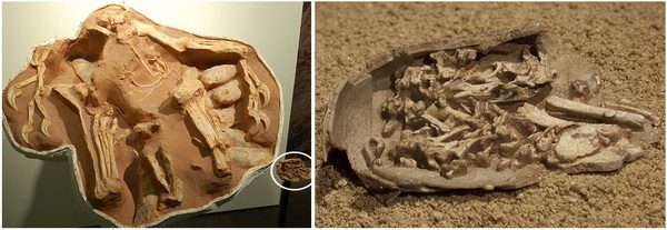 Dois fósseis de uma espécie da mesma família do <i>Oviraptor</i>, ajudaram os paleontólogos a mudar sua visão sobre o “ladrão de ovos”: os restos de um dinossauro que morreu enquanto cuidava do ninho (à esquerda) e um embrião dentro do ovo (círculo à esquerda e em detalhe à direita). (fotos: Wikimedia Commons)