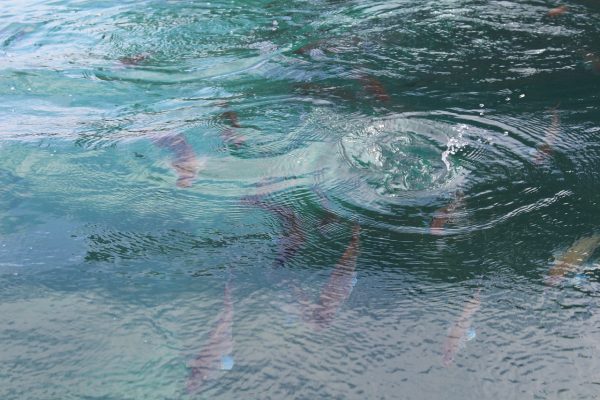 Durante o passeio de barco, Diná atirou alguns biscoitos na água e vários peixinhos coloridos se aproximaram da superfície para disputar as migalhas. (foto: Pixabay – CC0)