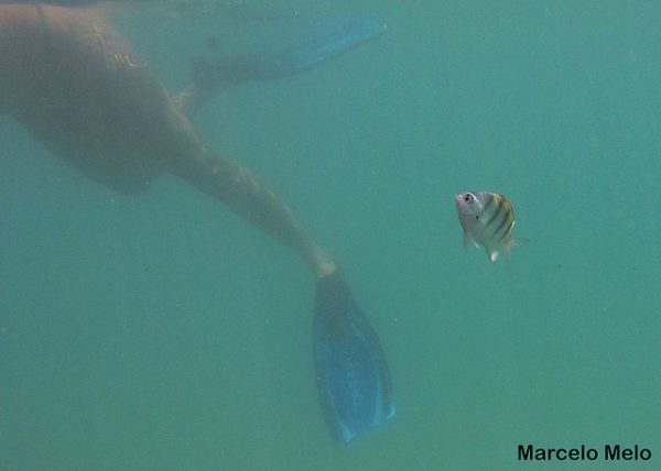 Os peixes listradinhos amarelo e preto são os mais numerosos. Eles subiram até a superfície para comer migalhas perto do barco. (foto: Marcelo Melo)