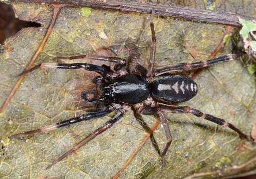 As aranhas do gênero <i>Ianduba</i> são nativas da Mata Atlântica, sendo encontradas especialmente na Bahia, Minas Gerais e Espírito Santo. (foto: A. Anker / Arthropod Systematics & Phylogeny)