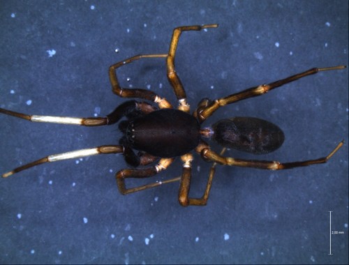 As <i>Ianduba</i> são aranhas pequenas, medindo em média entre 6 e 7 milímetros apenas. (foto: Ivan Magalhães)
