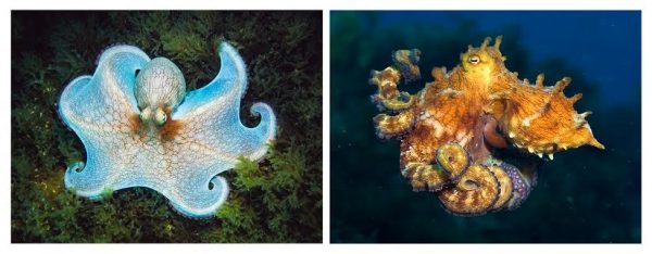 Por mais incrível que pareça, os dois polvos acima são da mesma espécie: a brasileiríssima <i>Octopus insularis</i>. Bastante flexíveis e versáteis, os polvos podem mudar de cor, formato e textura de acordo com a situação. (fotos: João Paulo Krajewski)