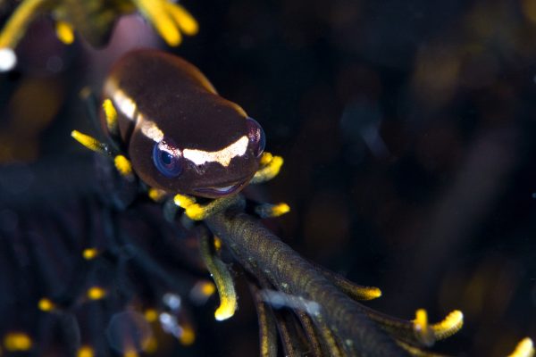 O peixe-do-crinoide (<i>Discotrema crinophilum</i>) vive escondido entre os ramos de lírios-do-mar. (foto: João Paulo Krajewski)
