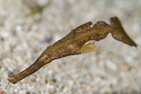 Uma folha seca? Nada disso! Apesar de sua aparência, o cachimbo-fantasma (<i>Solenotomus cyanopterus</i>) é um peixe criptobêntico! (foto: João Paulo Krajewski)
