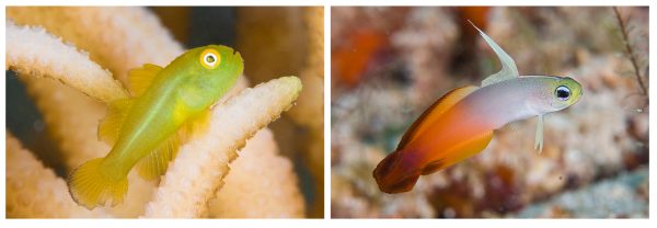Belezas ocultas: os pequeninos góbio-esmeralda (<i>Paragobiodon xanthosoma</i>) e góbio-de-fogo (<i>Nemateleotris magnifica</i>) são alguns dos belos peixes criptobênticos de recifes de coral dos oceanos Índico e Pacífico. (fotos: João Paulo Krajewski)