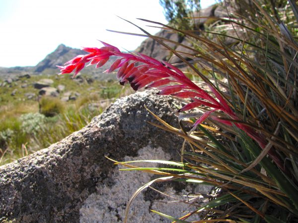A região do Parque Nacional de Itatiaia apresenta muitas plantas que só existem na Mata Atlântica, como esta bromélia (<i>Fernseeaitatiaiae</i>), uma espécie ameaçada de extinção. (foto: Ricardo Moura/ Flickr – CC BY 2.0)