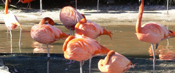 Flamingos repousam em água rasa