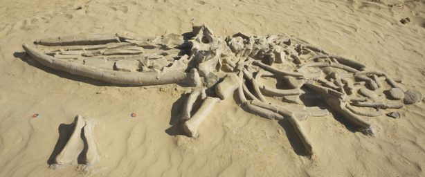 Fóssil de baleia encontrado no deserto de Atacama, no Chile