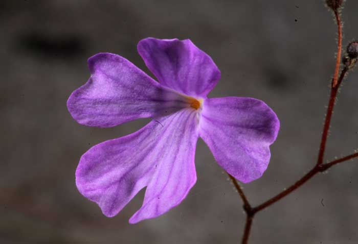 Flor da espécie 'P. minensis'