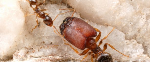 Uma formiga supersoldado ao lado de uma formiga operária