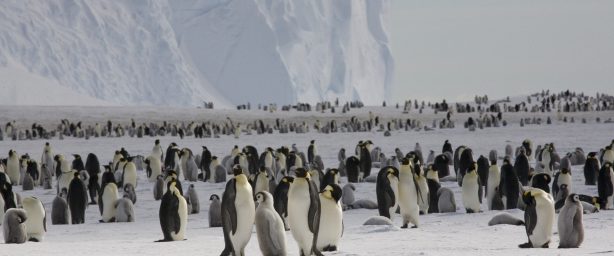 Colônia de pinguins-imperadores