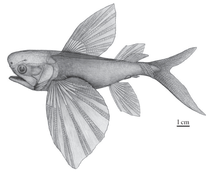 peixe-voador pré-histórico