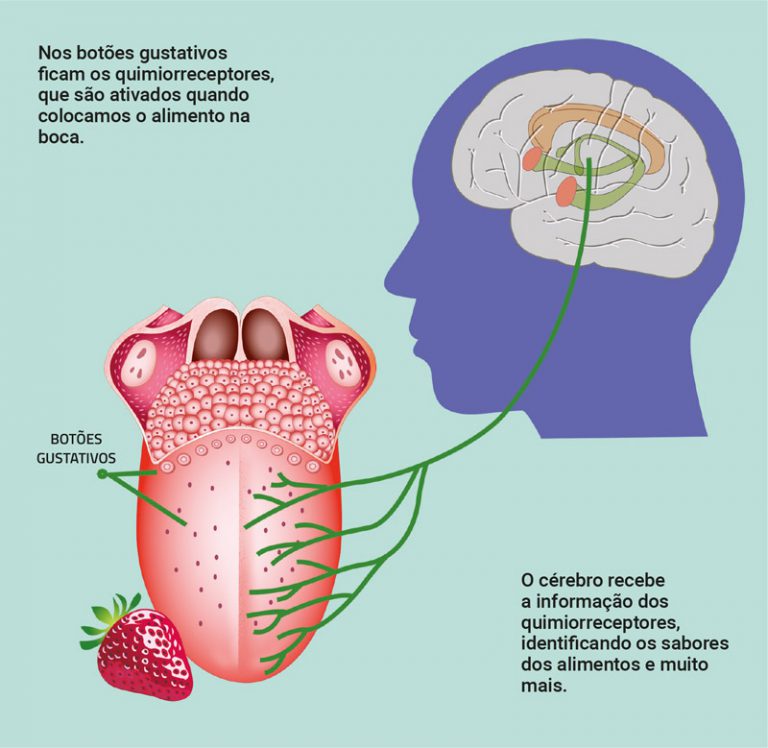 Sabores que vêm do cérebro CHC