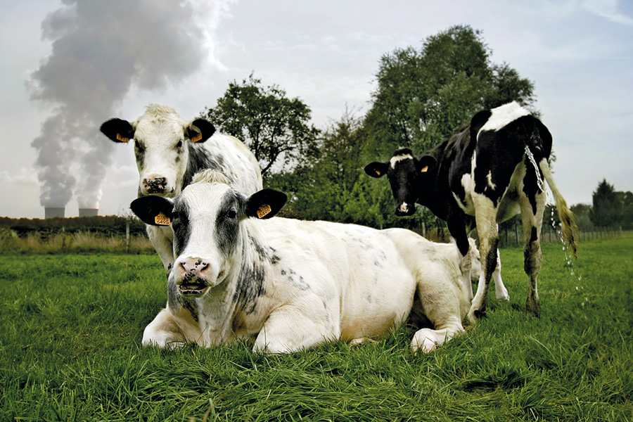 Por que temos vacas e bois próximos ao nosso estômago? - Charada e