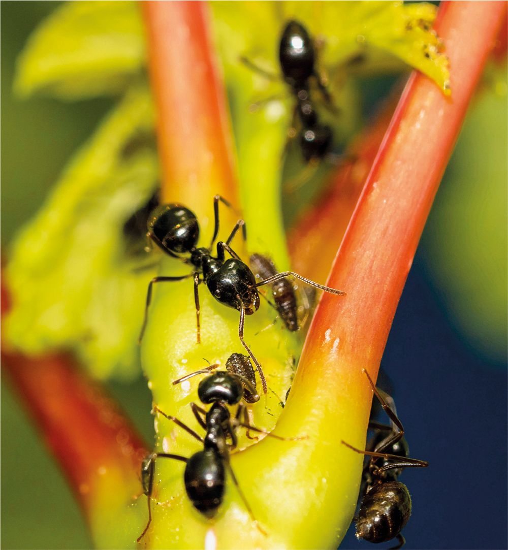 Visita ao formigueiro