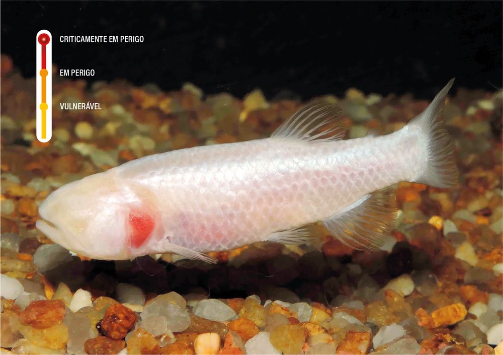 Peixe da escuridão