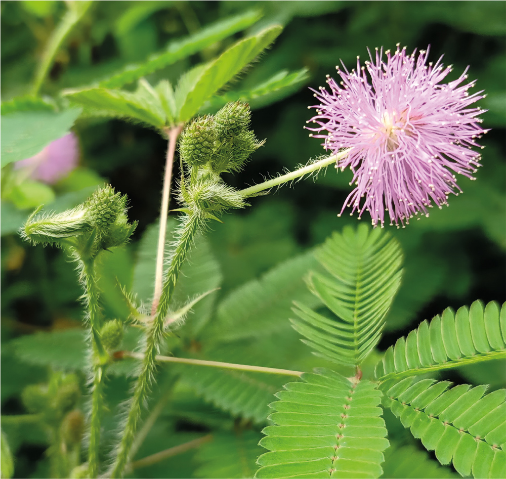 Plantas sensíveis e dorminhocas