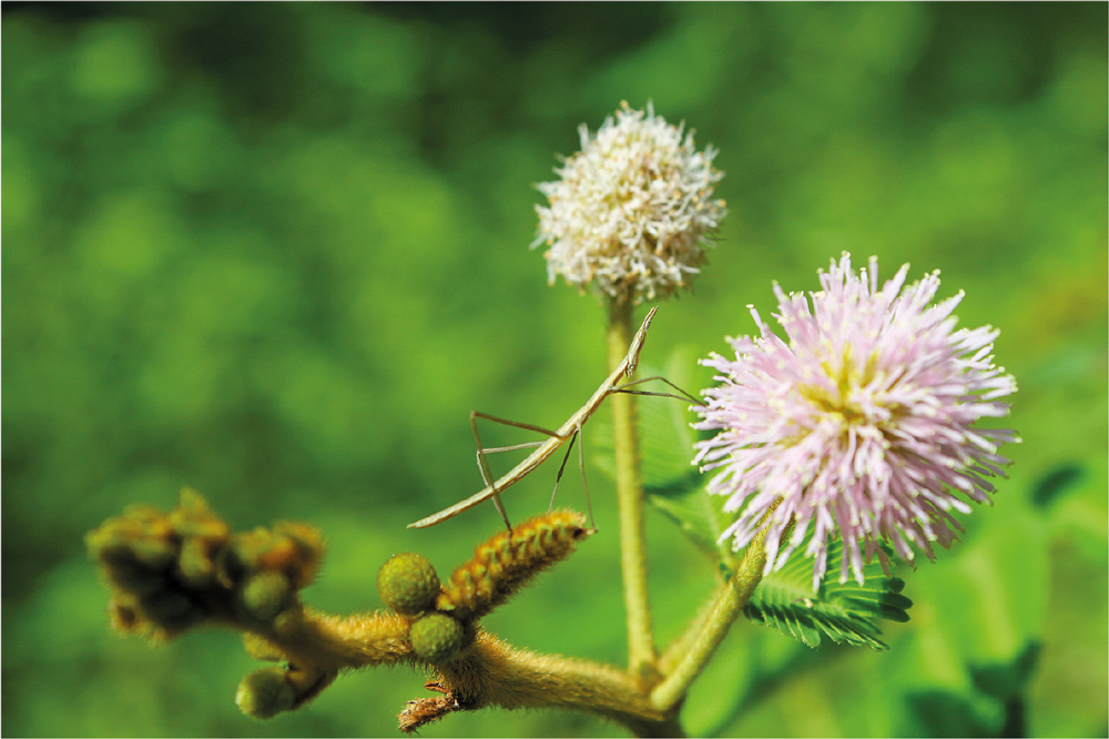 Plantas sensíveis e dorminhocas