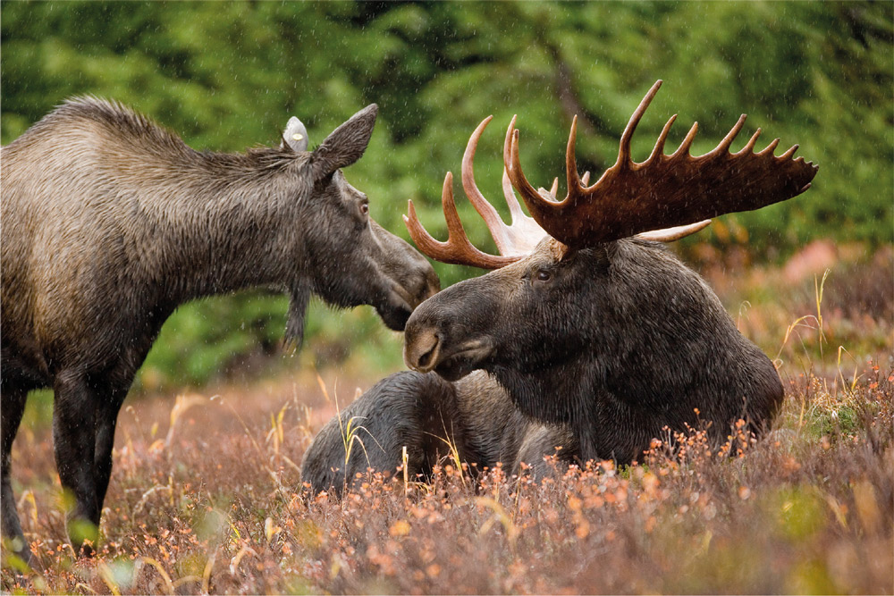 Alces femea e macho