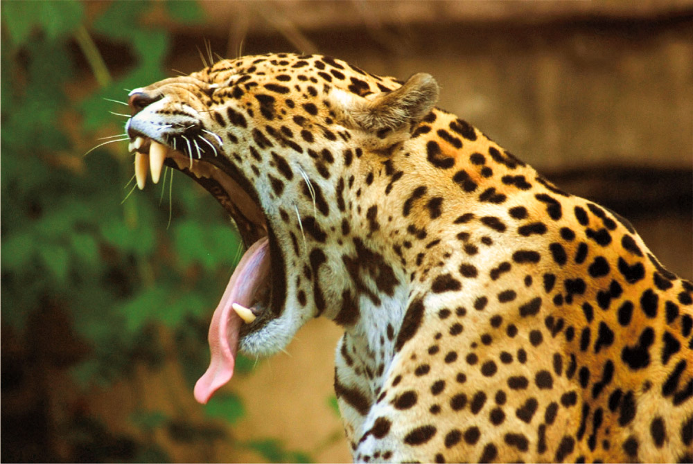 Onca-pintada