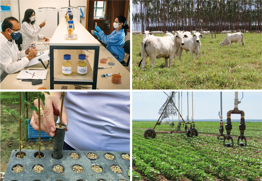 No centro da ciência agrícola brasileira