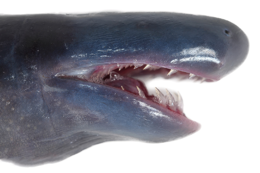 O sapo lava o pé! Mas será que vai ao dentista?